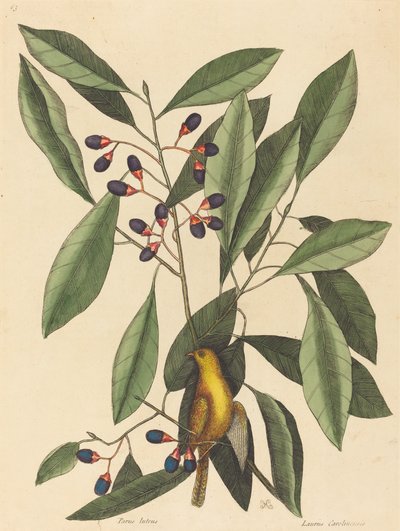 Sarı Baştankara (Motacilla trochilus) by Mark Catesby