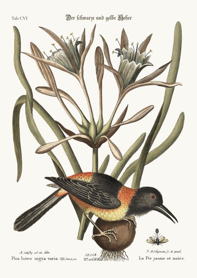 Sarı ve Siyah Pye, 1749-73 by Mark Catesby