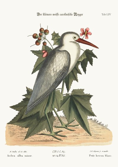 Küçük beyaz balıkçıl, 1749-73 by Mark Catesby