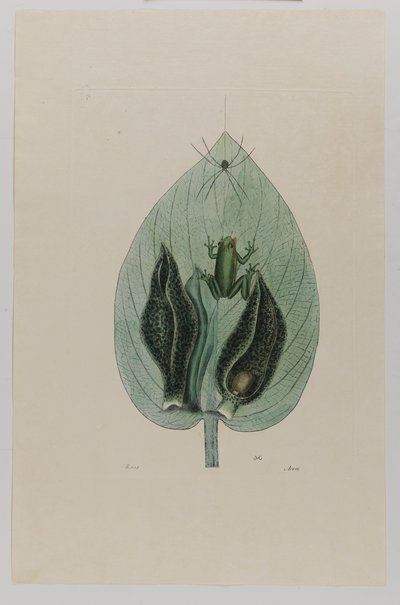  by Mark Catesby