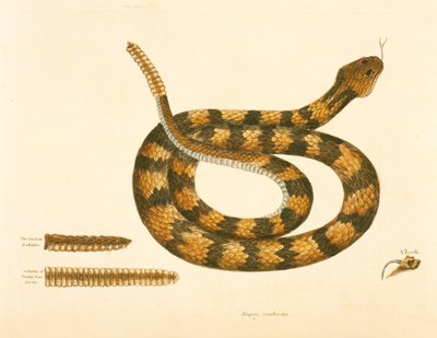 Viper Caudison Snake, Rattlesnake, levha 41, cilt. 1, 'Carolina, Florida ve Bahamalar'ın Doğal Tarihi'nden by Mark Catesby