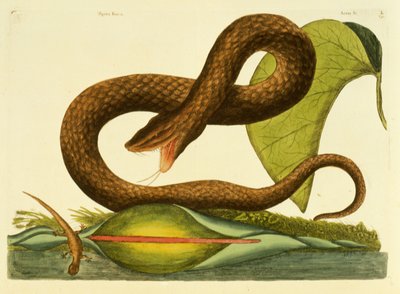 Viper Fusca, levha 45, cilt. 1, 