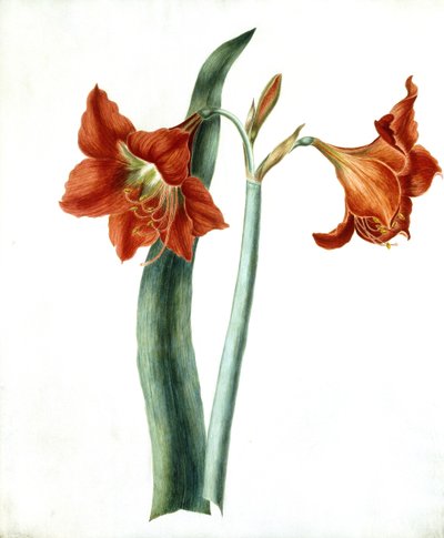 Amaryllis, c.1790 by Martha Tuthill