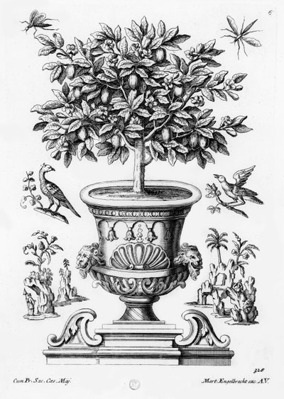 Narenciye ağaçları, c.1735 by Martin Engelbrecht