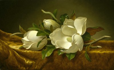 Altın Kadife Kumaş Üzerinde Manolyalar by Martin Johnson Heade