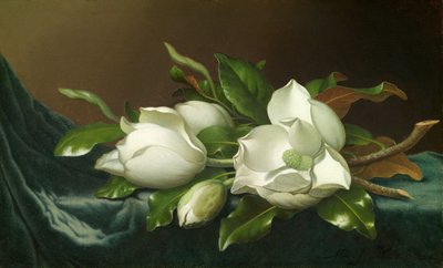 Açık Mavi Kadife Kumaş Üzerine Manolyalar by Martin Johnson Heade