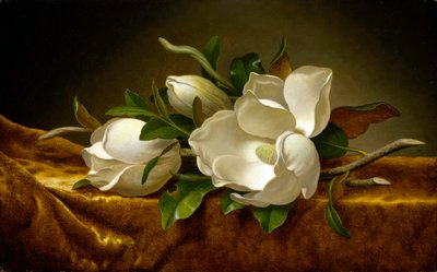 Altın rengi kadife tuval üzerine manolyalar by Martin Johnson Heade