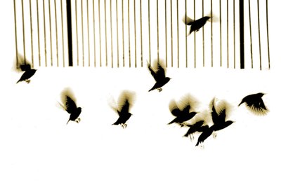 Sığırcıklar, 2003 (foto gravür) by Martin Mossop