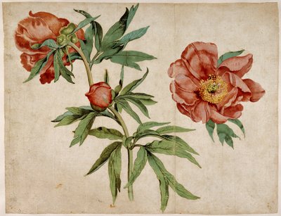 Şakayık Çalışması by Martin Schongauer