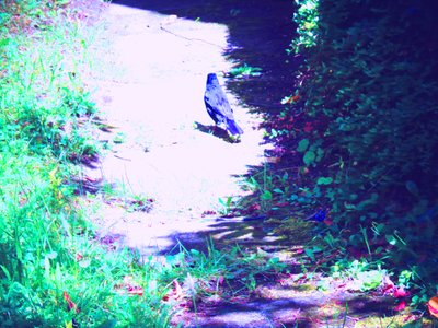Temmuz ayında Blackbird yürüyüşü by Martina Konitzky