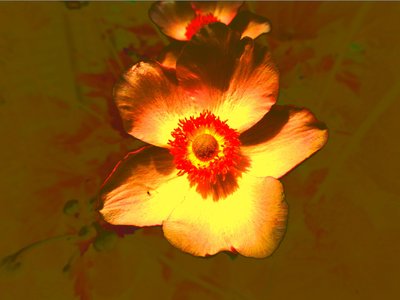 Blume by Martina Konitzky