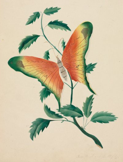 Gül Çalı ve Kelebek. by Mary Altha Nims