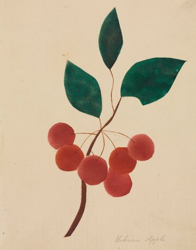 Sibirya Elma. by Mary Altha Nims