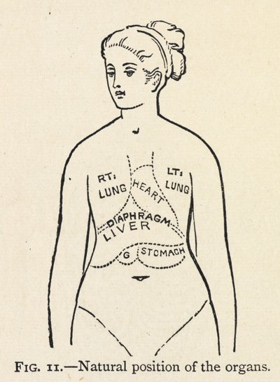 'Organların doğal konumu'. Bir kadının bazı iç organlarının basit bir diyagramı; Doğru duruşla ilgili bir bölümde. by Mary Eliza Haweis