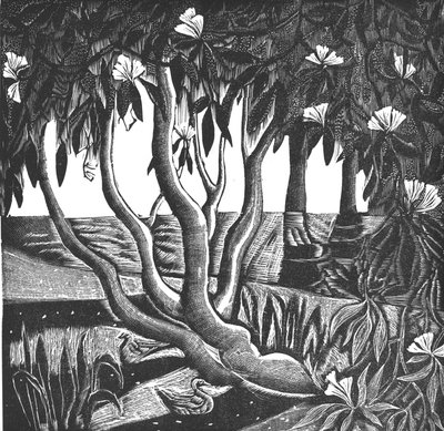 Rhododendrons, Holland Park, 2006 (vinil gravür) by Mary Kuper