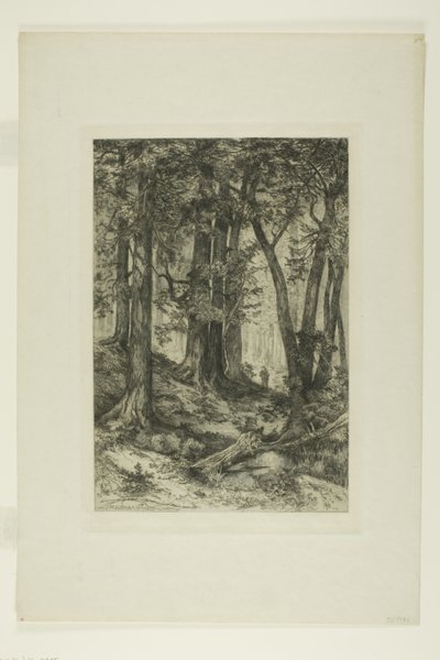 Kaliforniya Ormanı by Mary Nimmo Moran