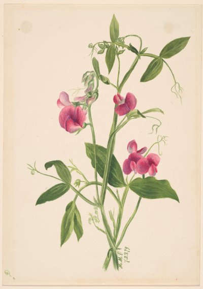  by Mary Vaux Walcott