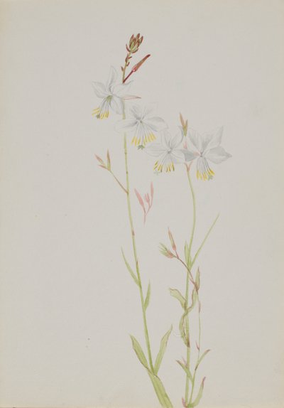  by Mary Vaux Walcott