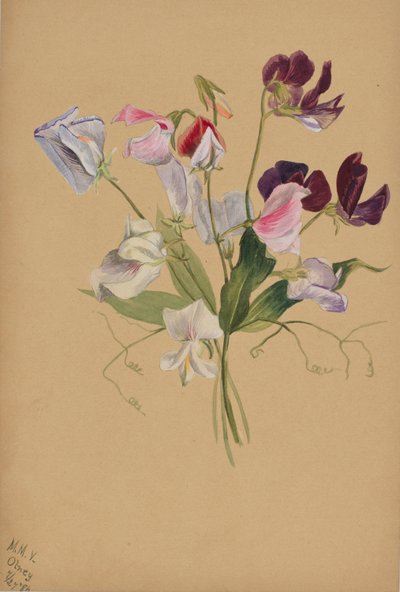  by Mary Vaux Walcott