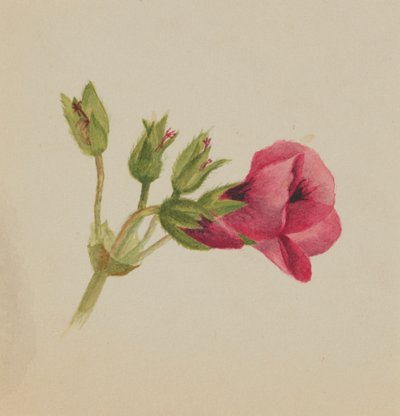  by Mary Vaux Walcott