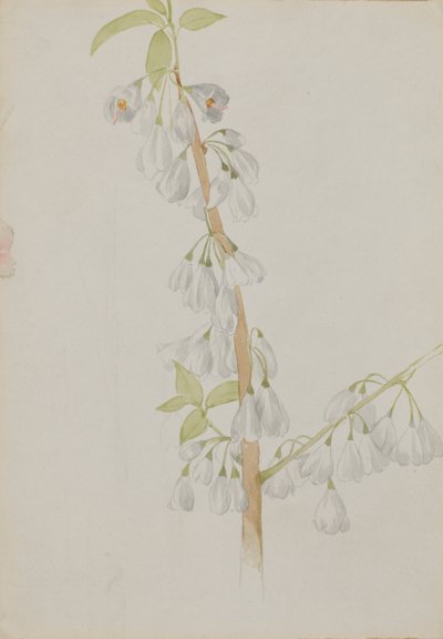  by Mary Vaux Walcott