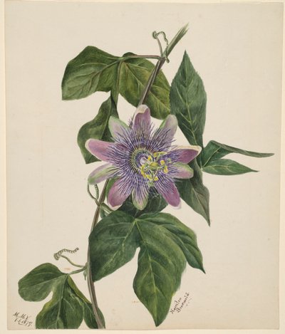  by Mary Vaux Walcott