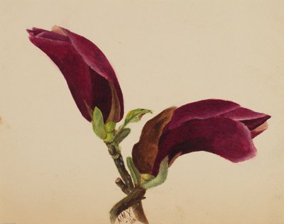  by Mary Vaux Walcott