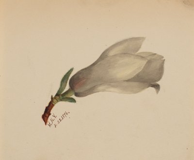  by Mary Vaux Walcott