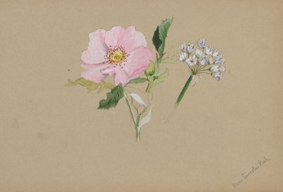  by Mary Vaux Walcott