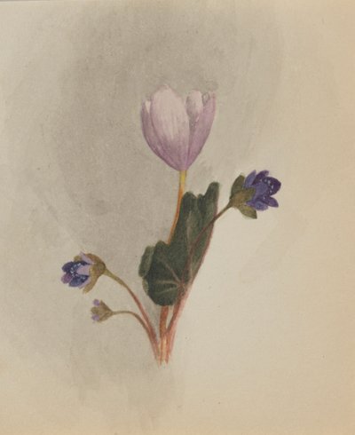  by Mary Vaux Walcott