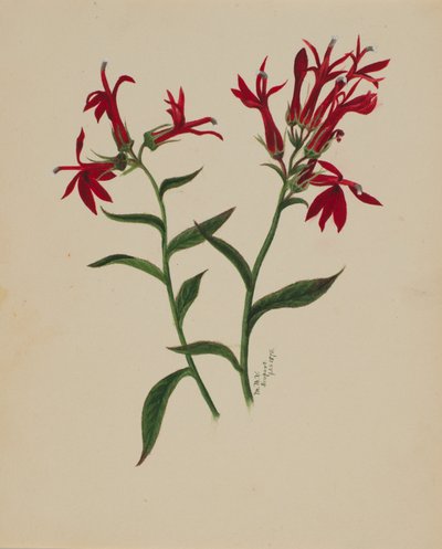 (İsimsiz-Çiçek Çalışması) by Mary Vaux Walcott