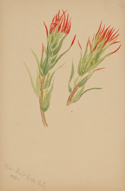  by Mary Vaux Walcott