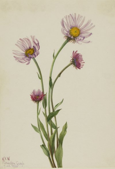  by Mary Vaux Walcott