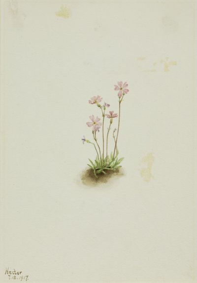 by Mary Vaux Walcott