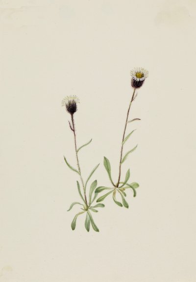 Aleutian Fleabane Erigeron unalaschensis, n.d. by Mary Vaux Walcott