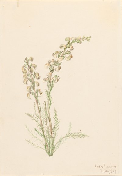 Alp Fernlife Pedicularis contorta, 1907. by Mary Vaux Walcott