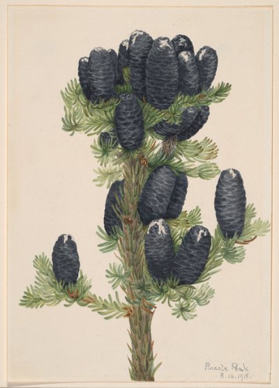  by Mary Vaux Walcott