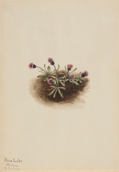 Alp Fleabane Erigeron unalaschcensis, 1916. by Mary Vaux Walcott