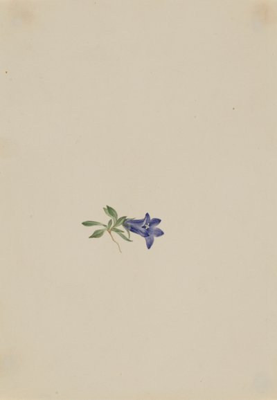  by Mary Vaux Walcott