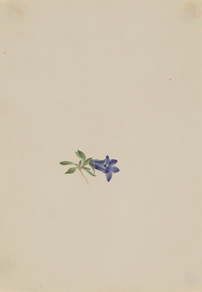 Alp Harebell Campanula lasiocarpa, n.d. by Mary Vaux Walcott