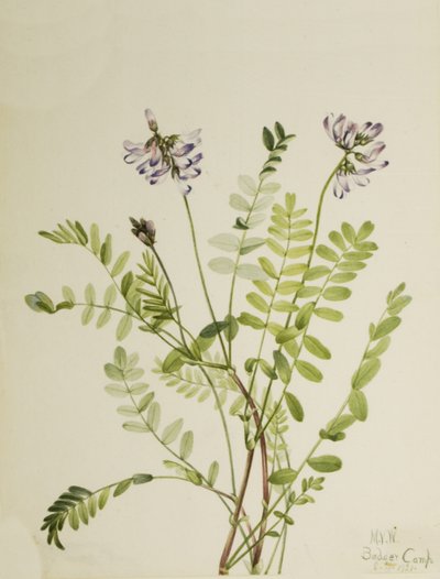 Alp Milkvetch Astragalus alpinus, 1921 by Mary Vaux Walcott