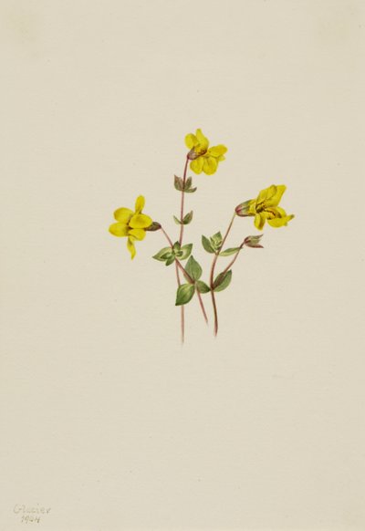 Alp Maymun Çiçeği Mimulus caespitosus, 1904. by Mary Vaux Walcott