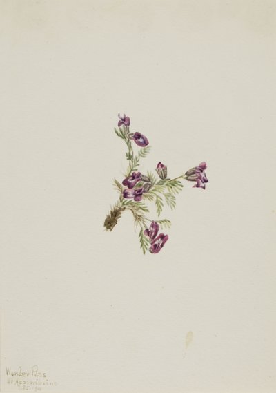  by Mary Vaux Walcott