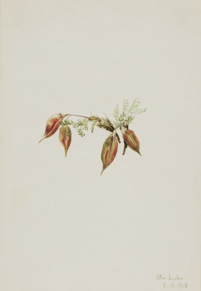  by Mary Vaux Walcott