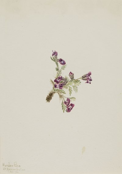 Alp Pointvetch Oxytropis podocarpa, 1916. by Mary Vaux Walcott