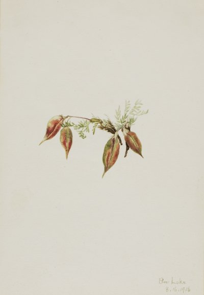 Alp Pointvetch Oxytropis podocarpa, 1918. by Mary Vaux Walcott