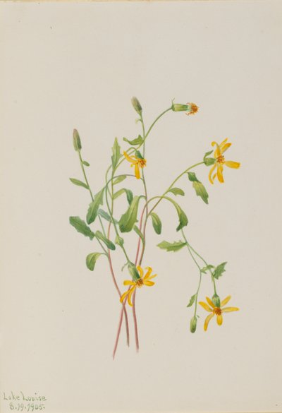  by Mary Vaux Walcott