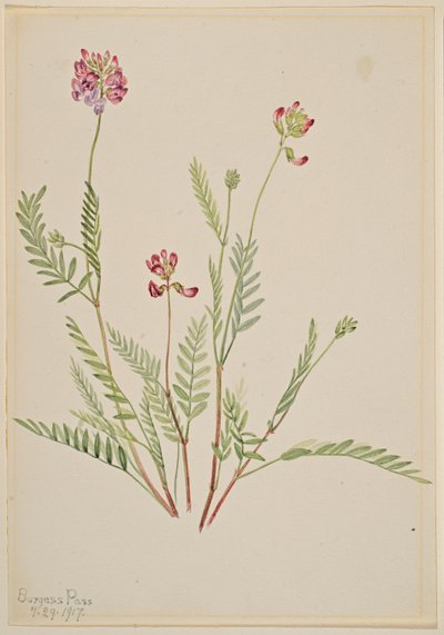  by Mary Vaux Walcott