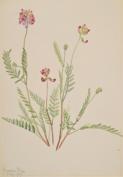 Alp Fiği Astragalus bourgovii, 1917. by Mary Vaux Walcott