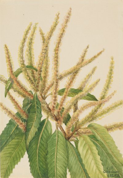  by Mary Vaux Walcott